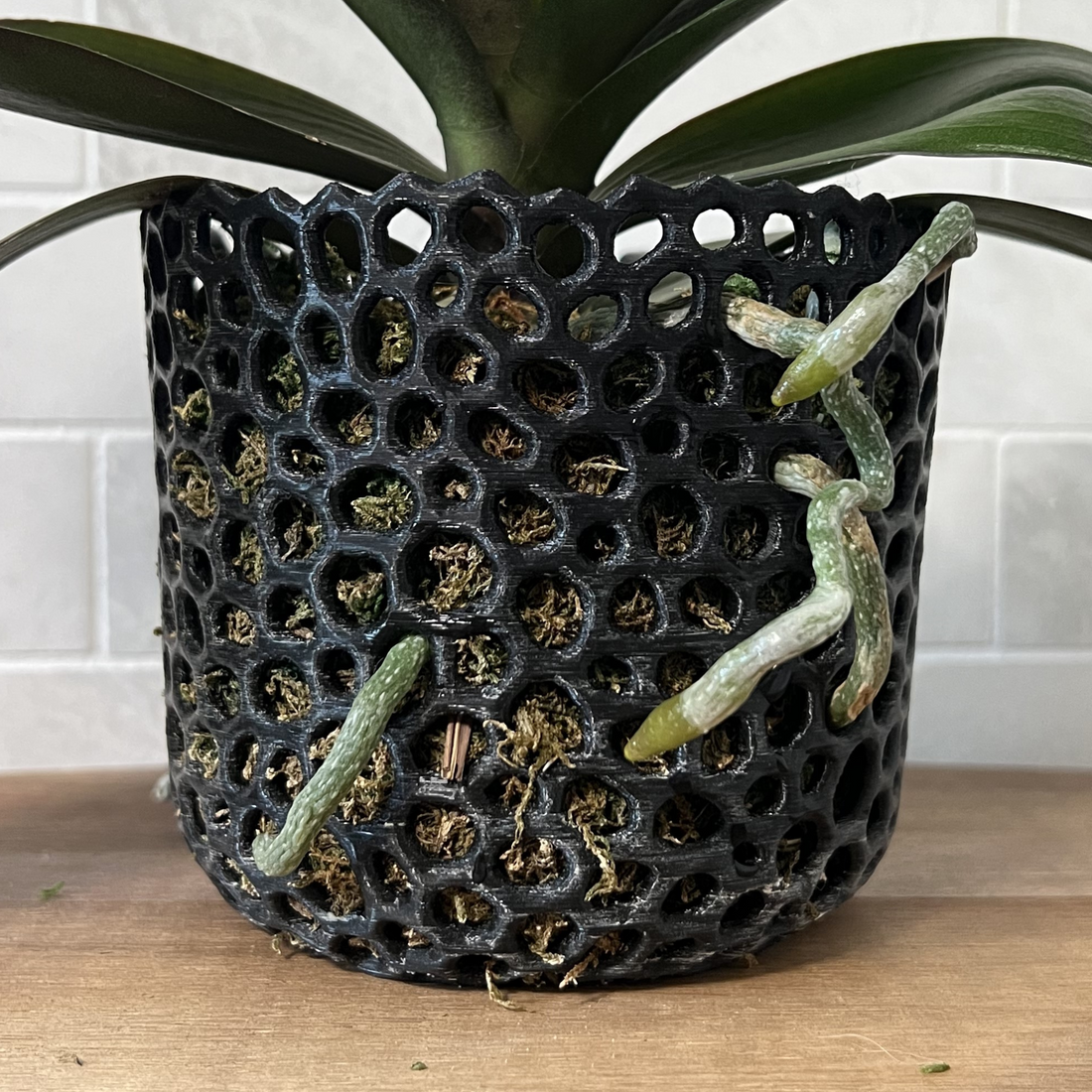 Secret To Happy, Thriving Orchids (Root Care)