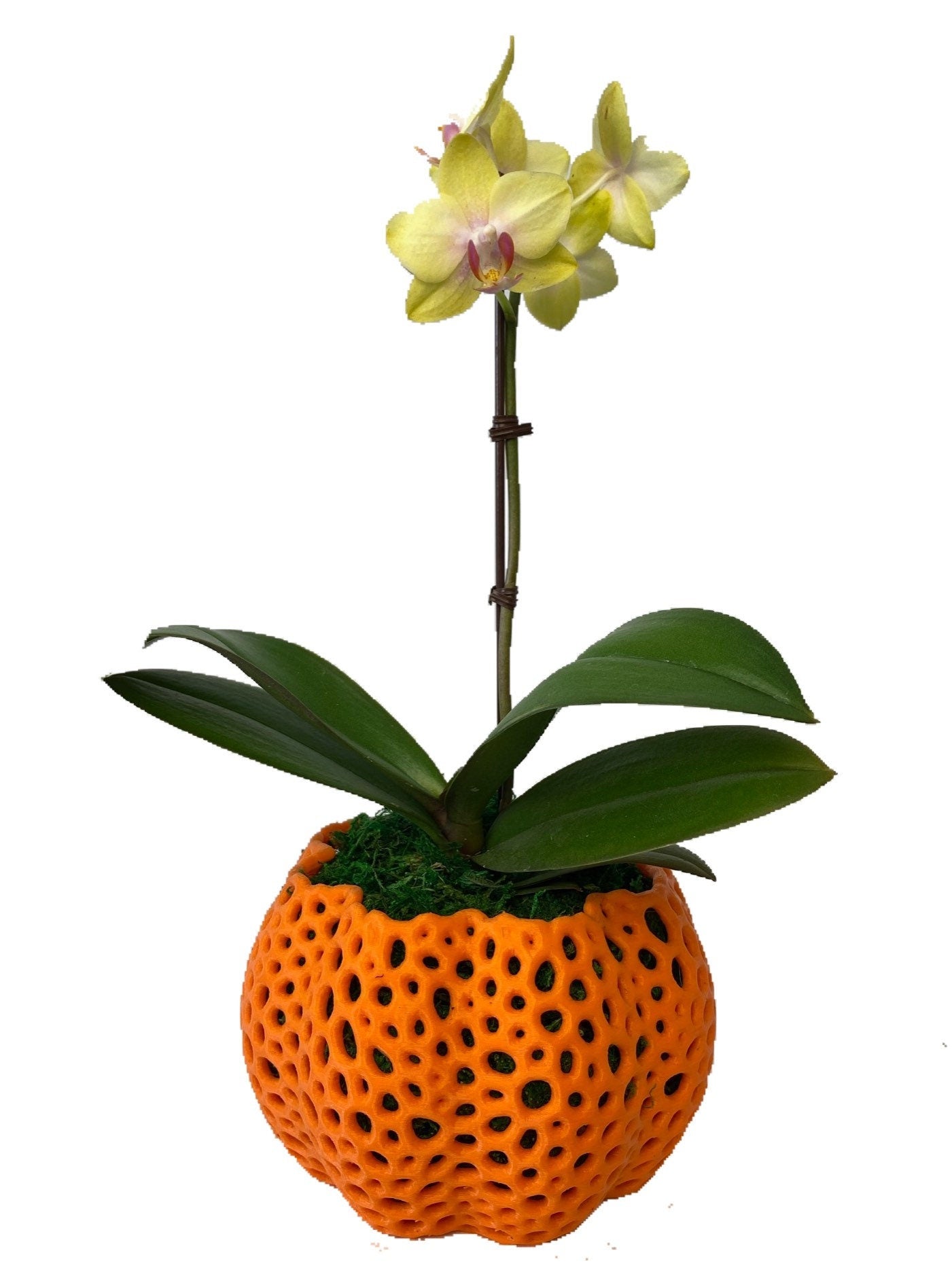 Mesh Pumpkin Orchid Pot