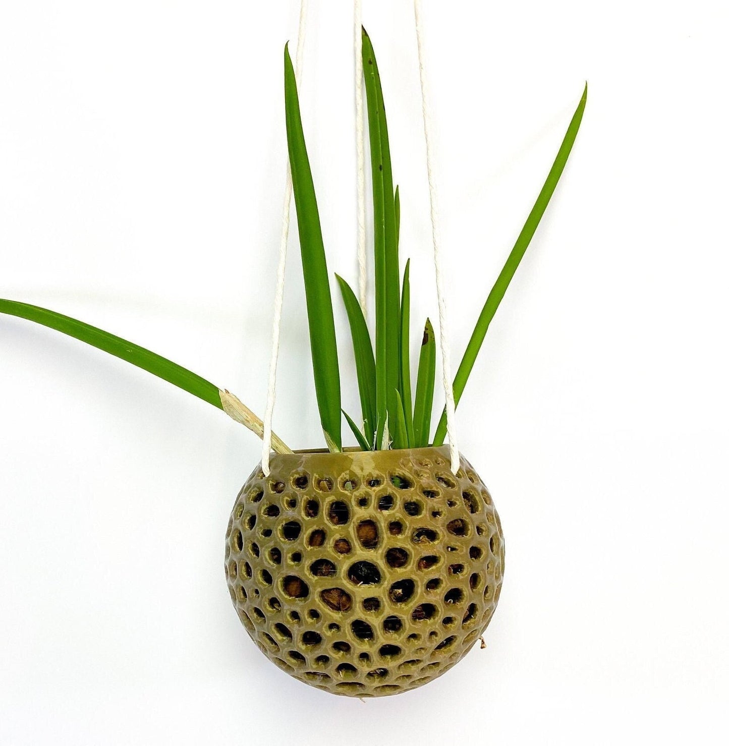 Hanging Kokedama Orchid Pot