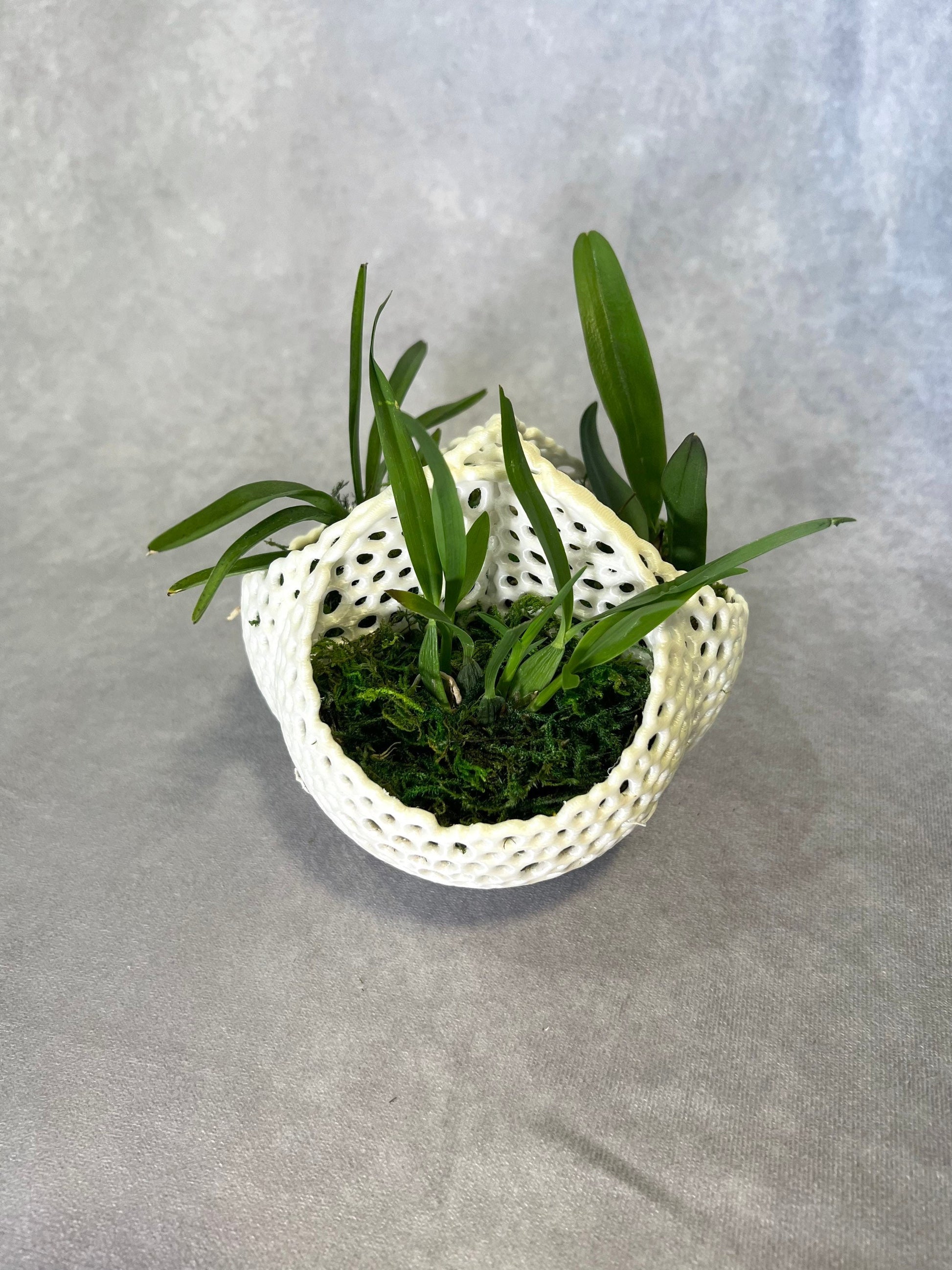 Mesh Triple Orchid Pot
