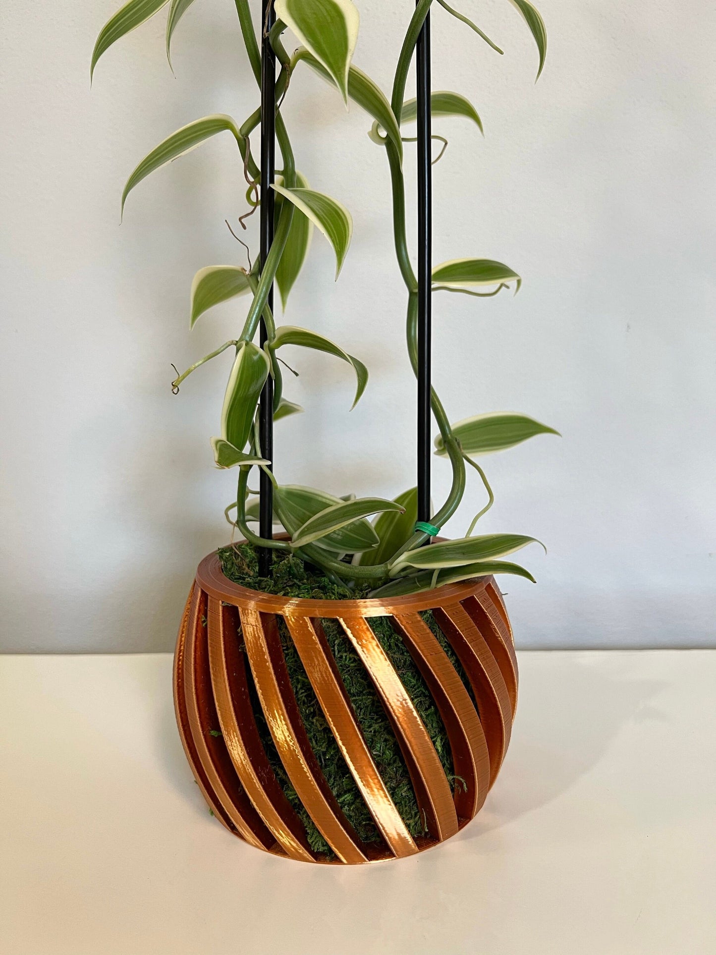 Swirl Orchid Pot