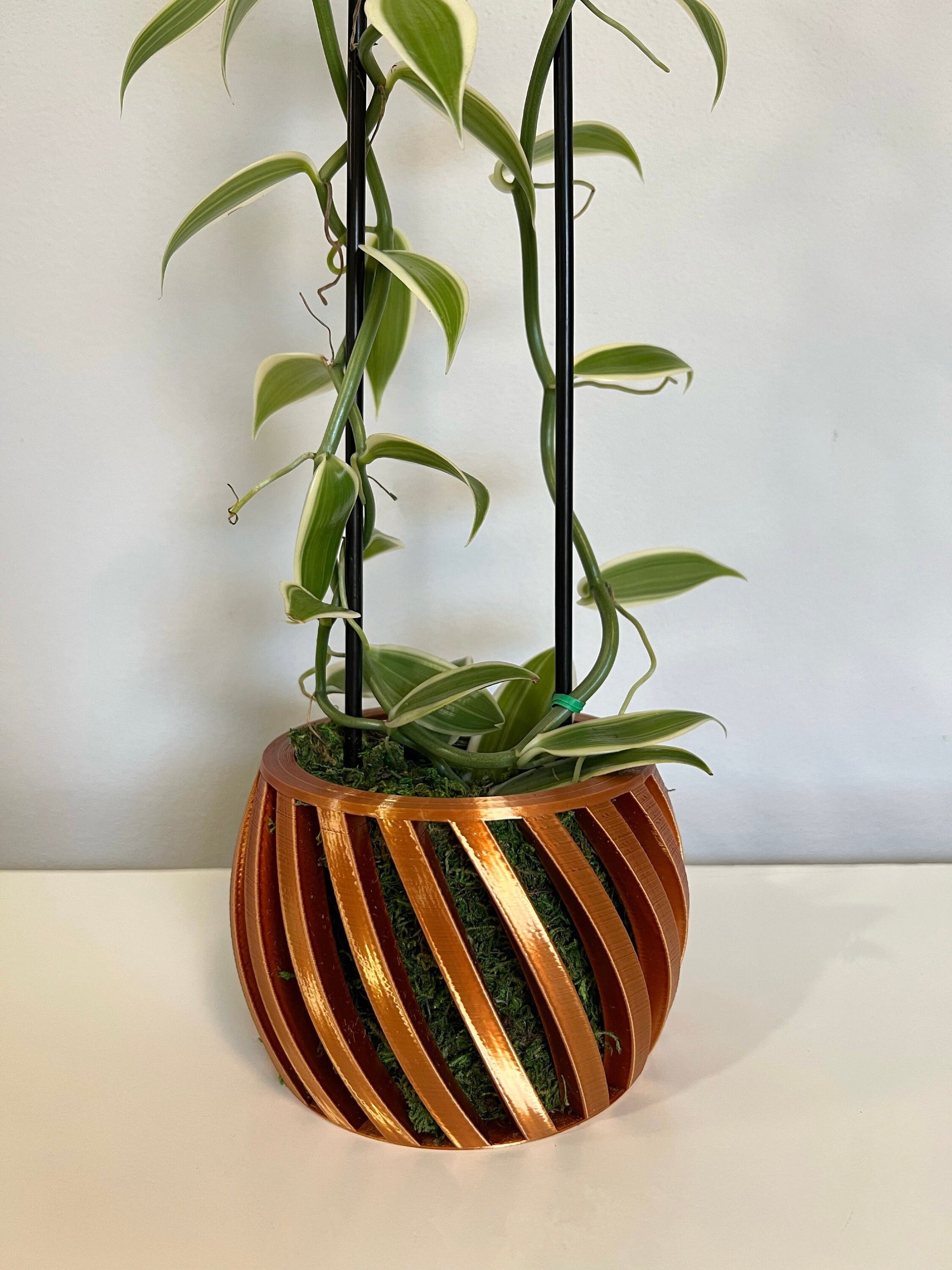 Swirl Orchid Pot