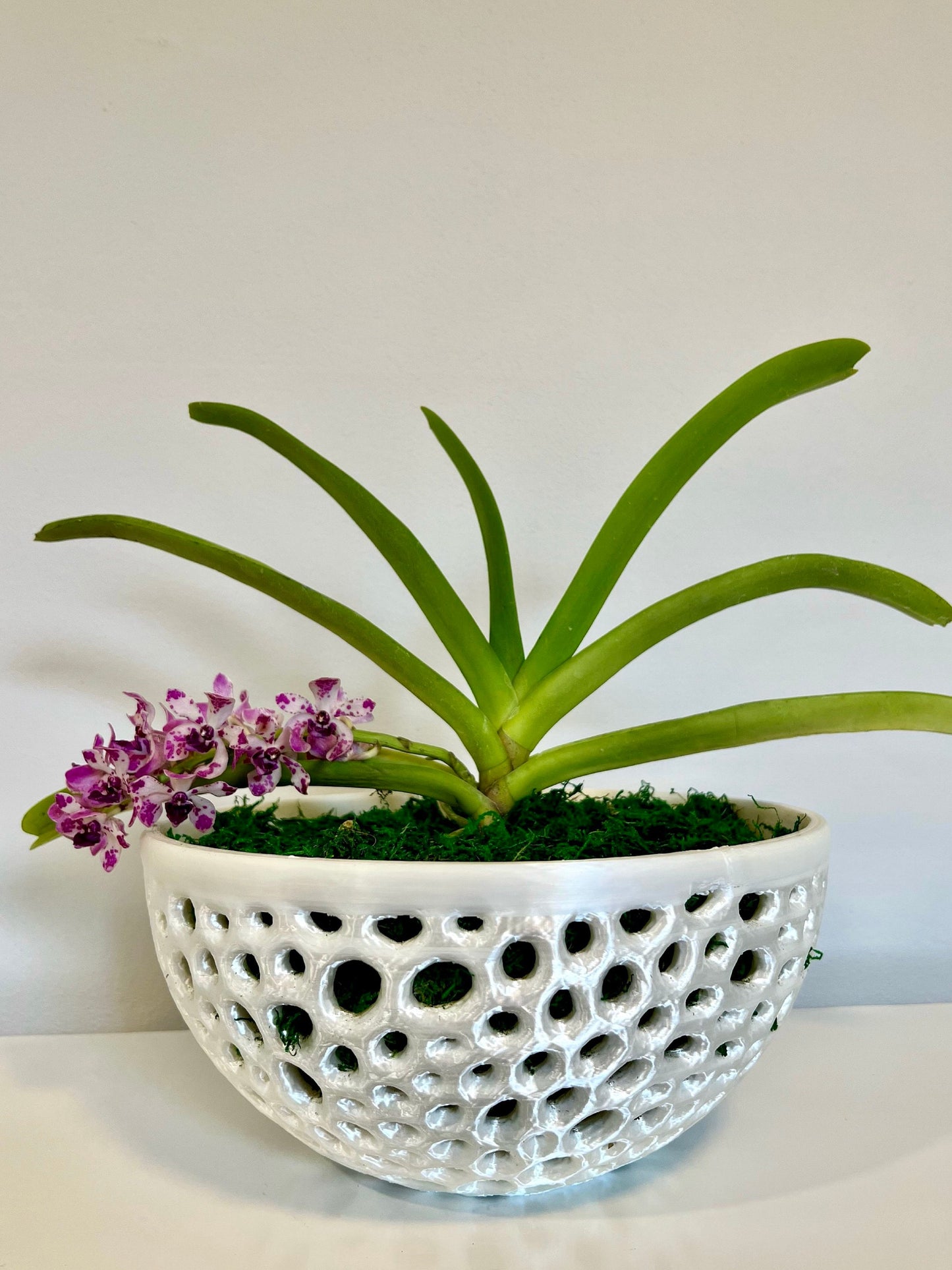Mesh Bowl Orchid Pot
