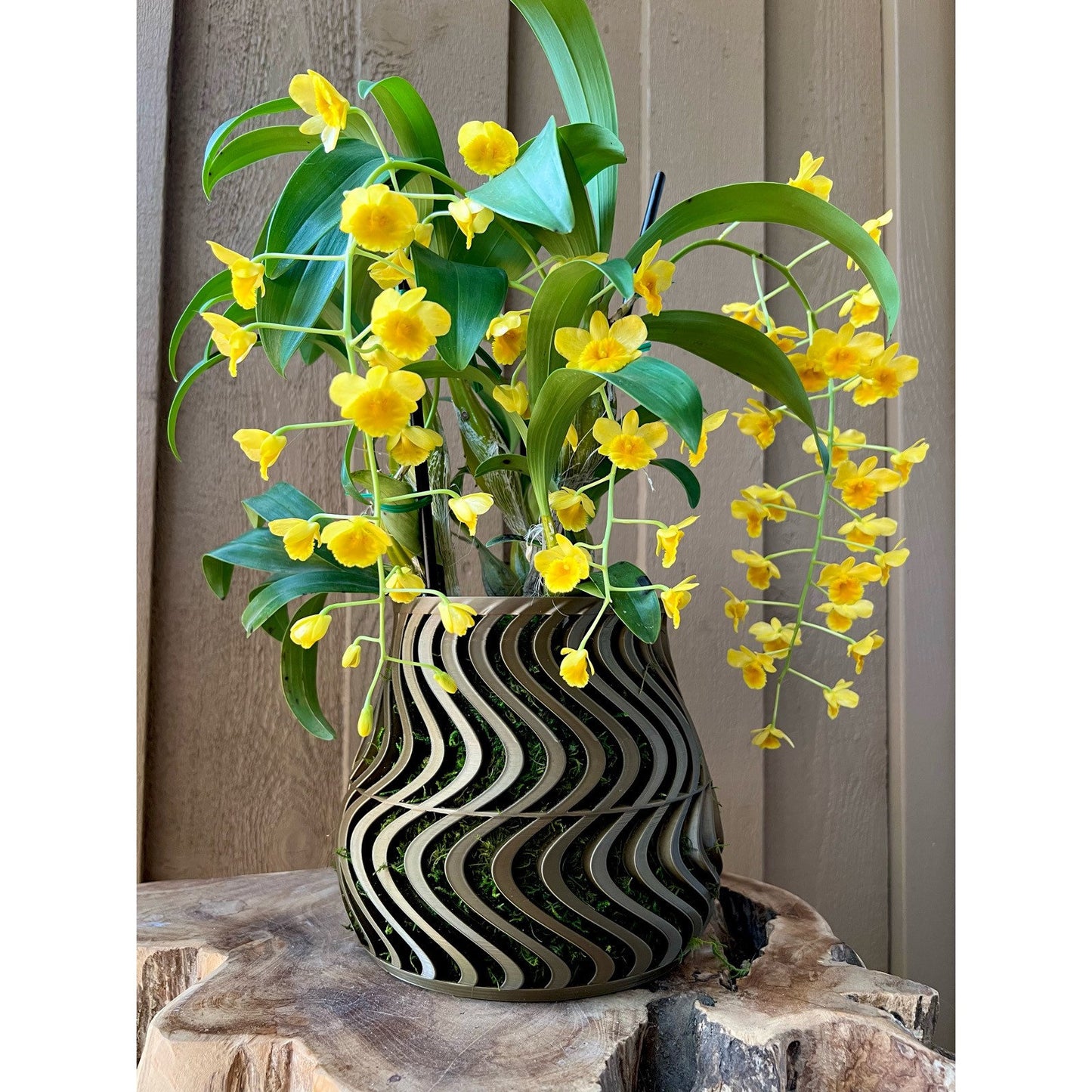 Groovy Orchid Pot