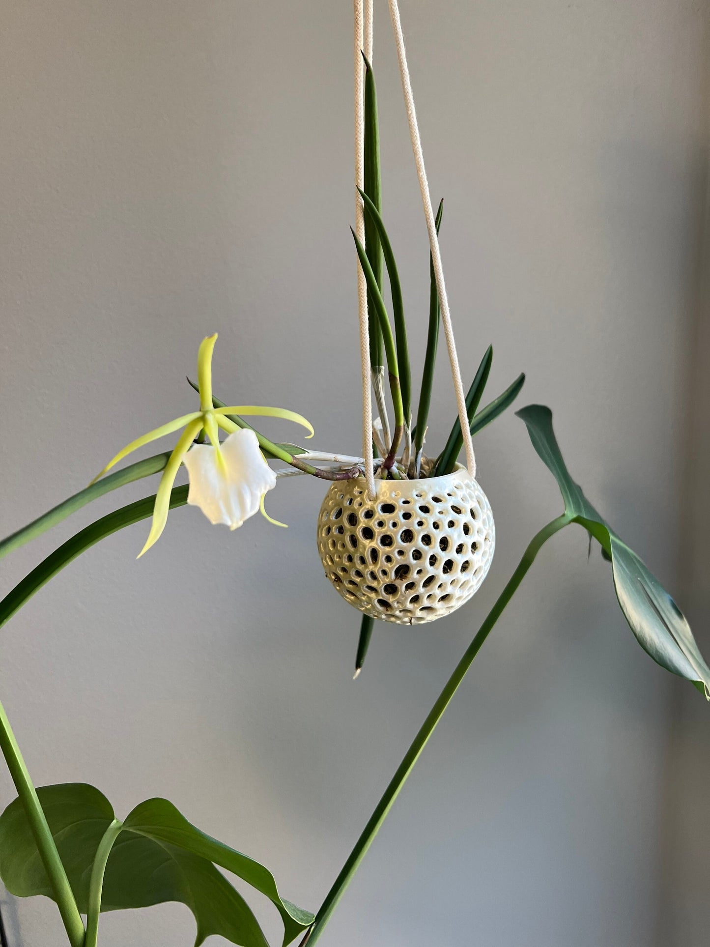 Hanging Kokedama Orchid Pot