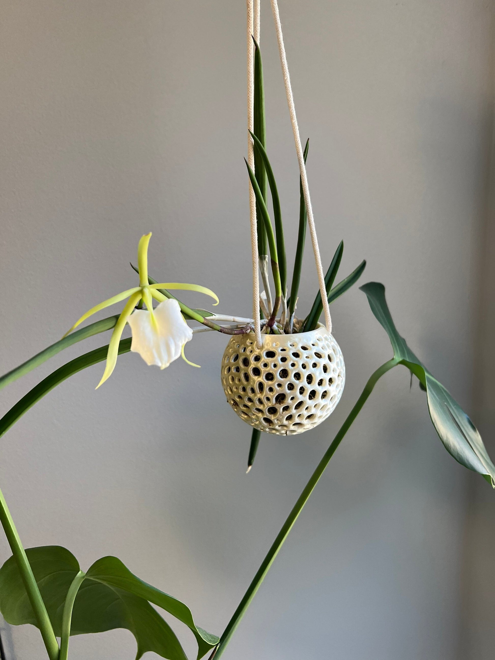 Hanging Kokedama Orchid Pot