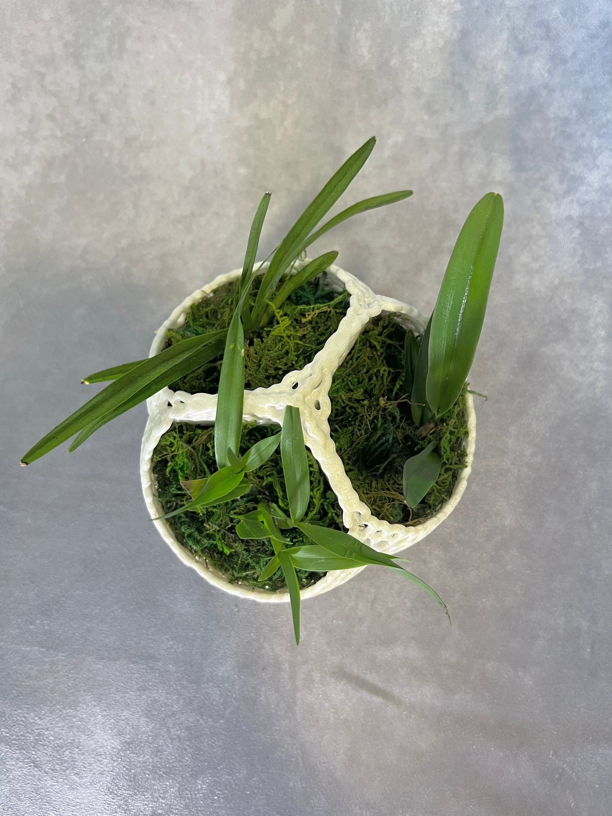 Mesh Triple Orchid Pot