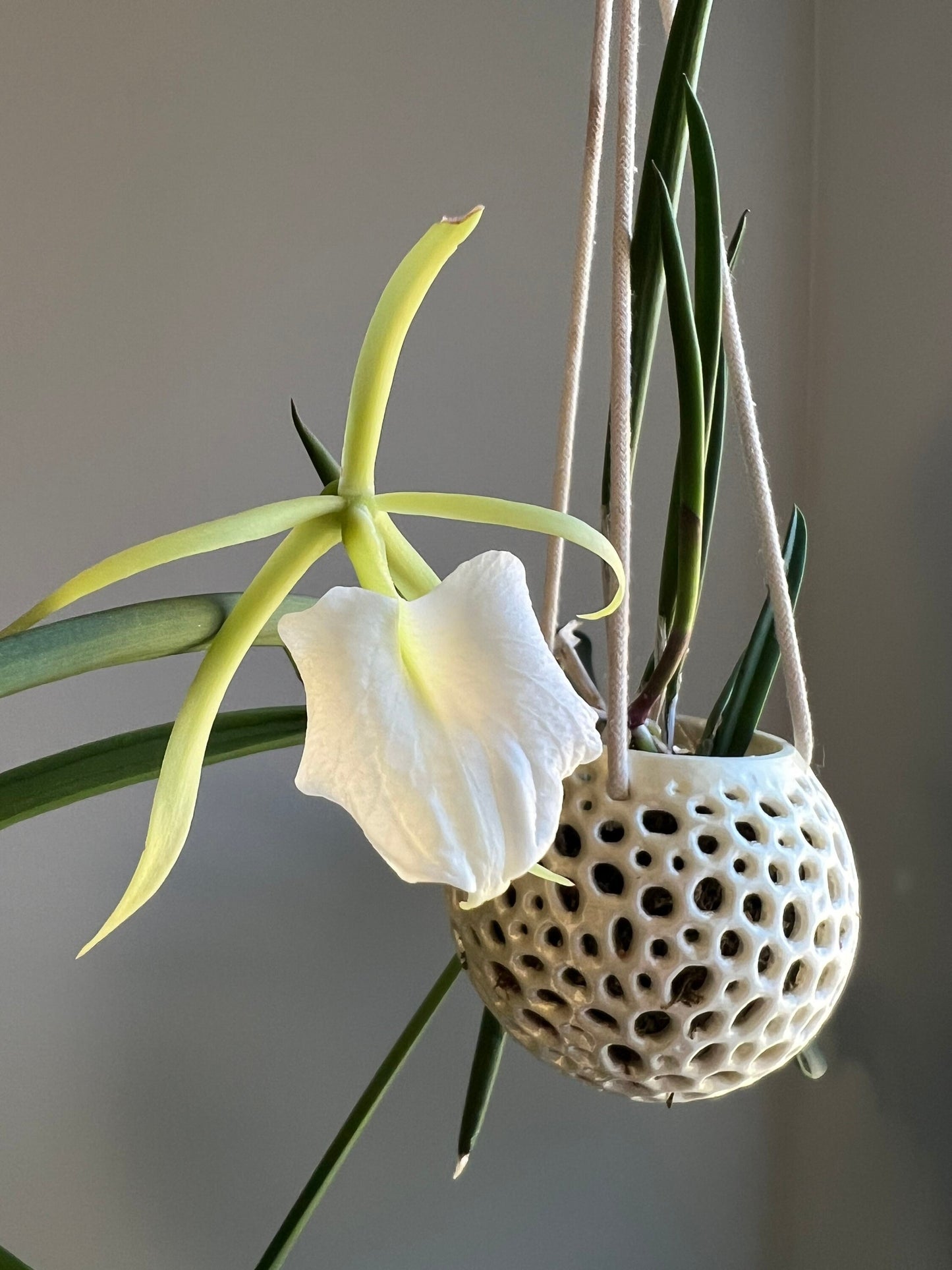 Hanging Kokedama Orchid Pot