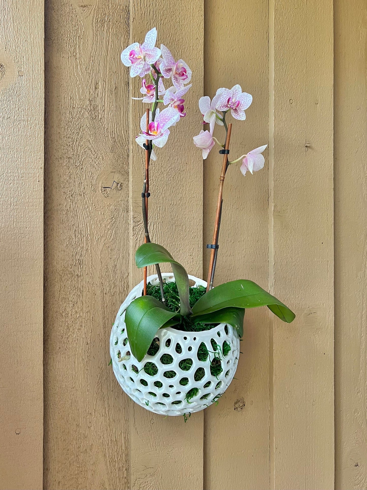 Mesh Wall Orb Orchid Pot