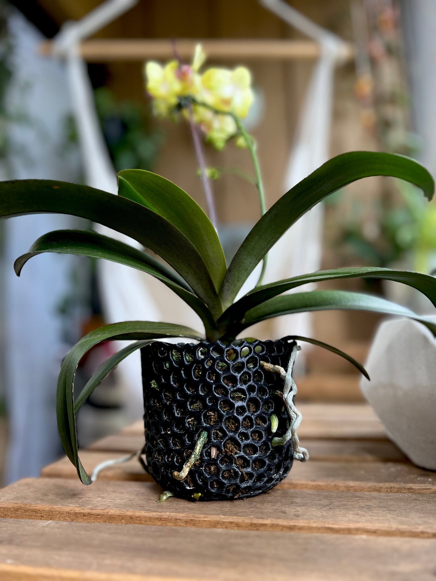 Mesh Cylinder Orchid Pot