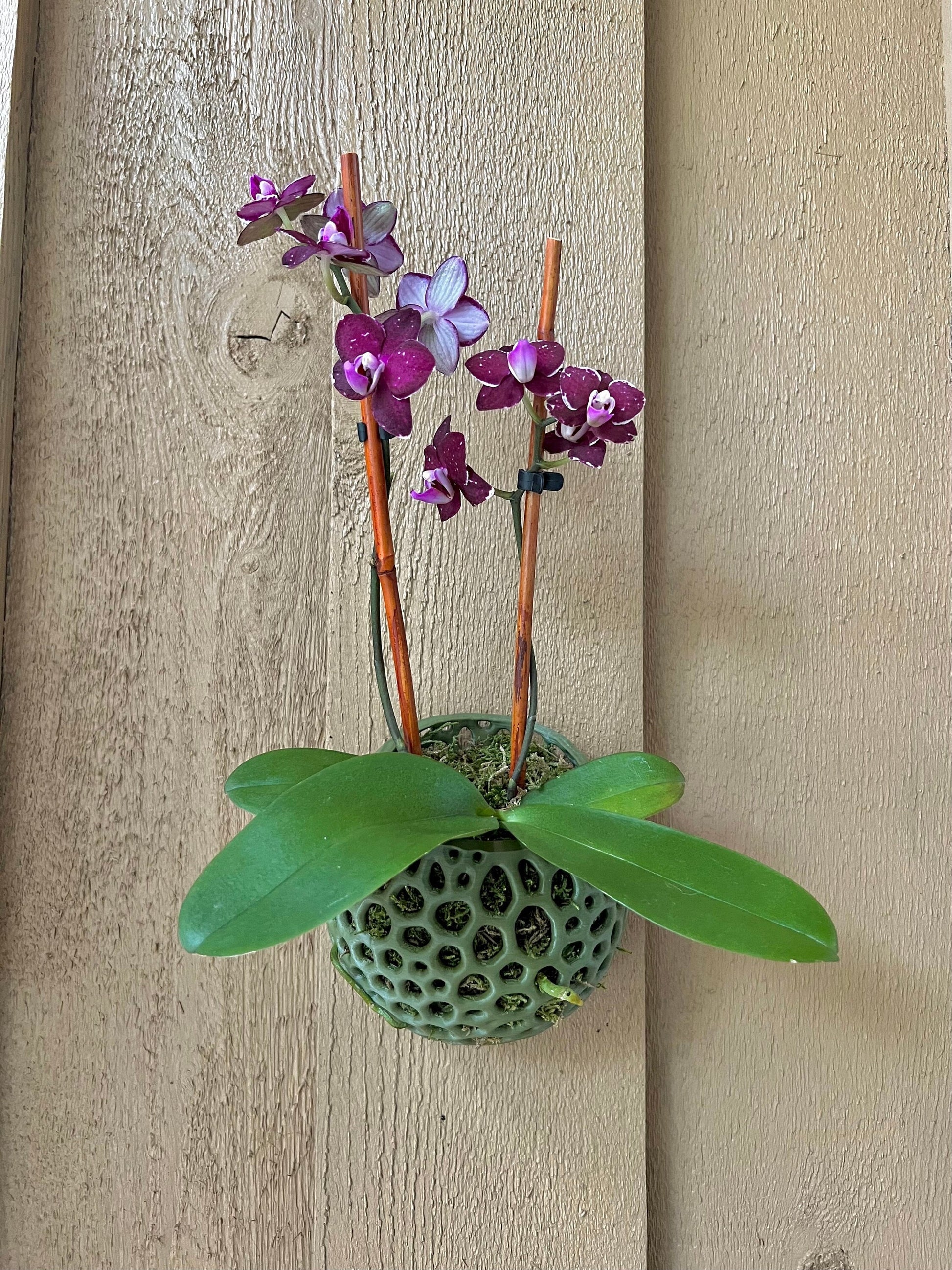 Mesh Wall Orb Orchid Pot