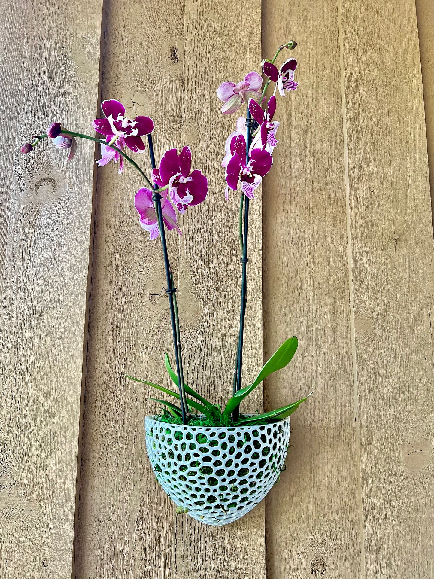 Mesh Wall Cone Orchid Pot