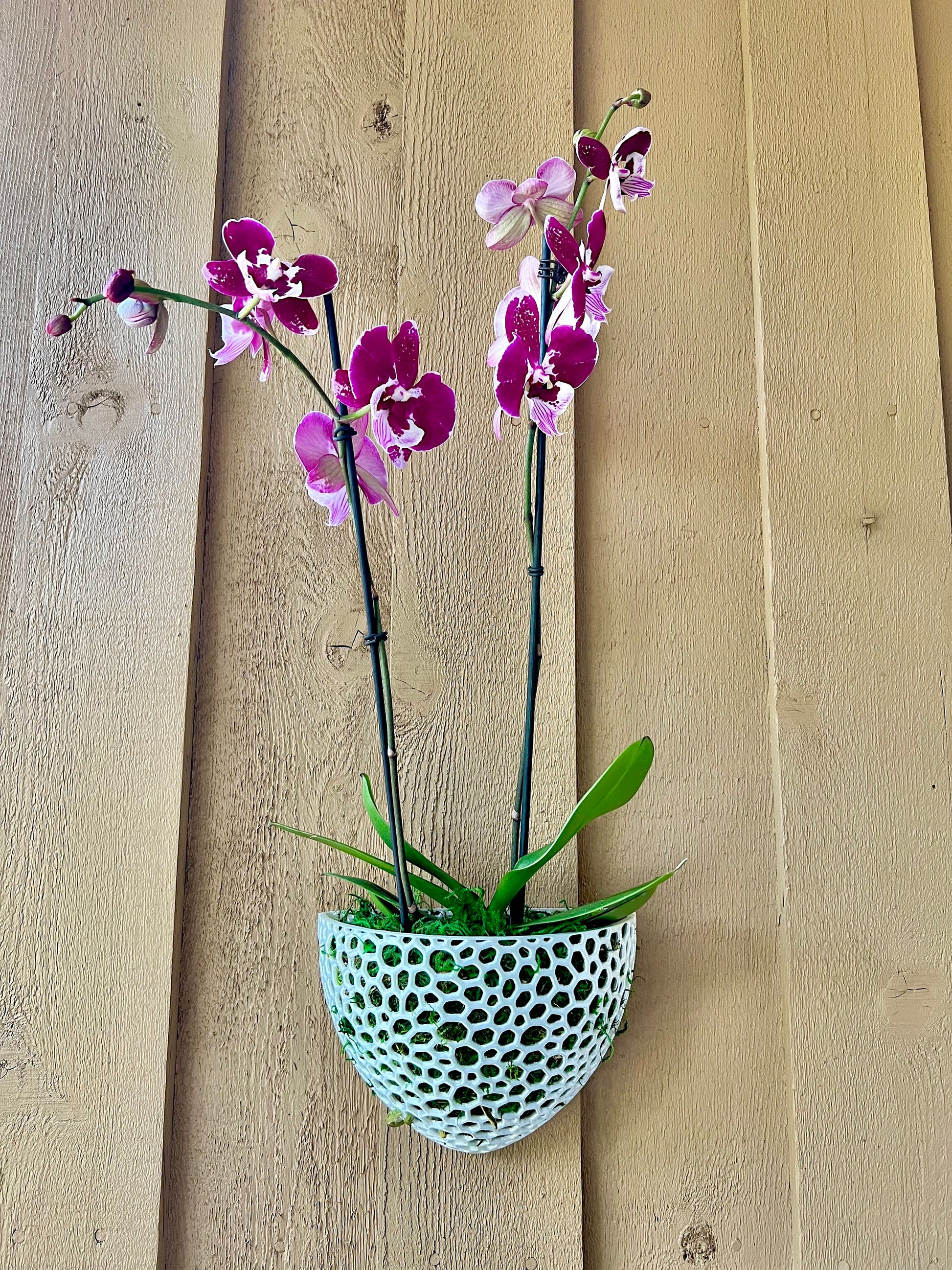 Mesh Wall Cone Orchid Pot