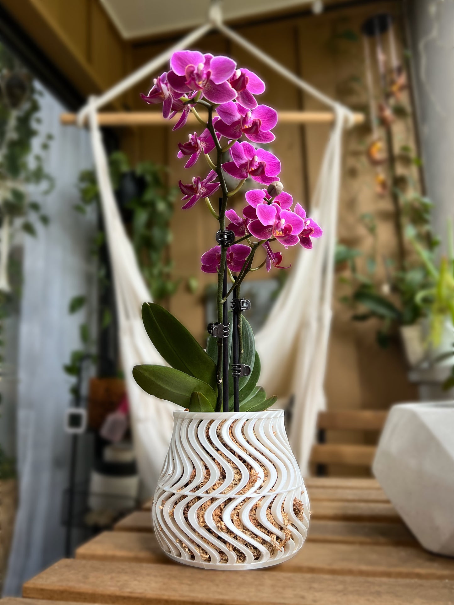 Groovy Orchid Pot