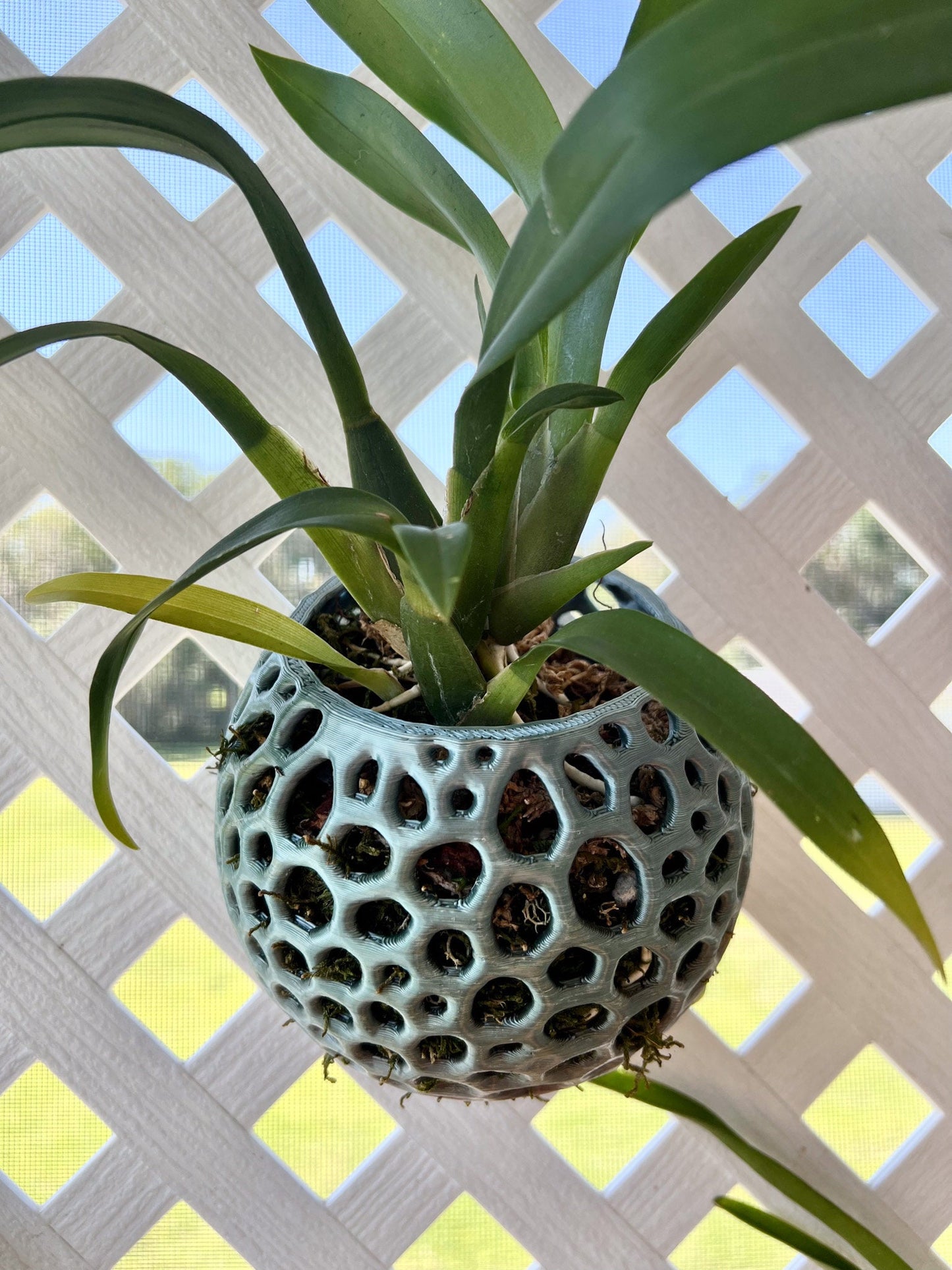 Mesh Wall Orb Orchid Pot