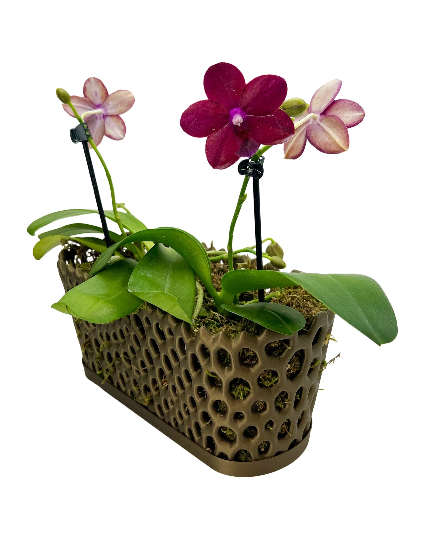 Mesh Trough Orchid Pot