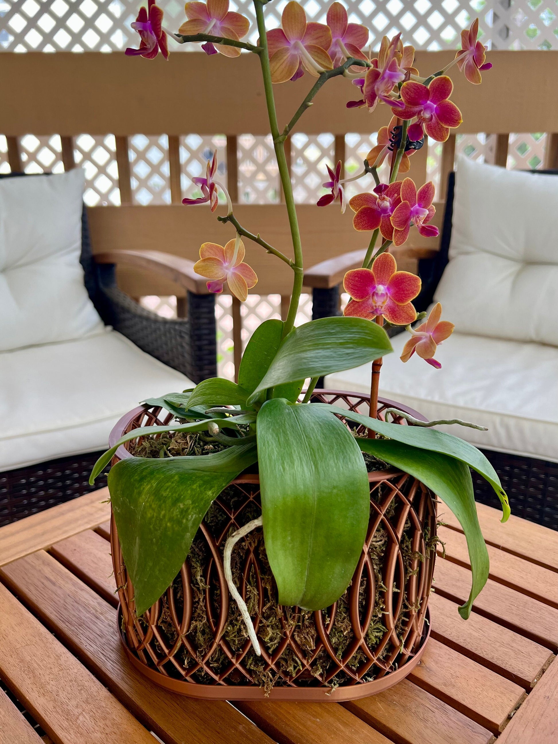 Arc Orchid Pot