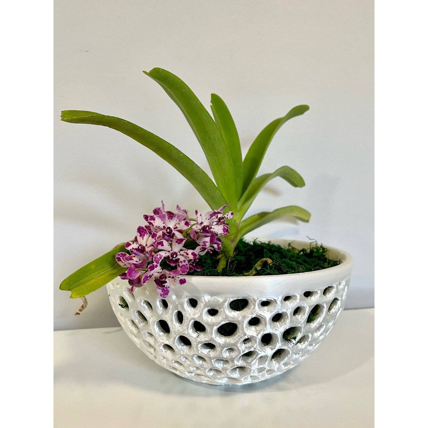 Mesh Bowl Orchid Pot