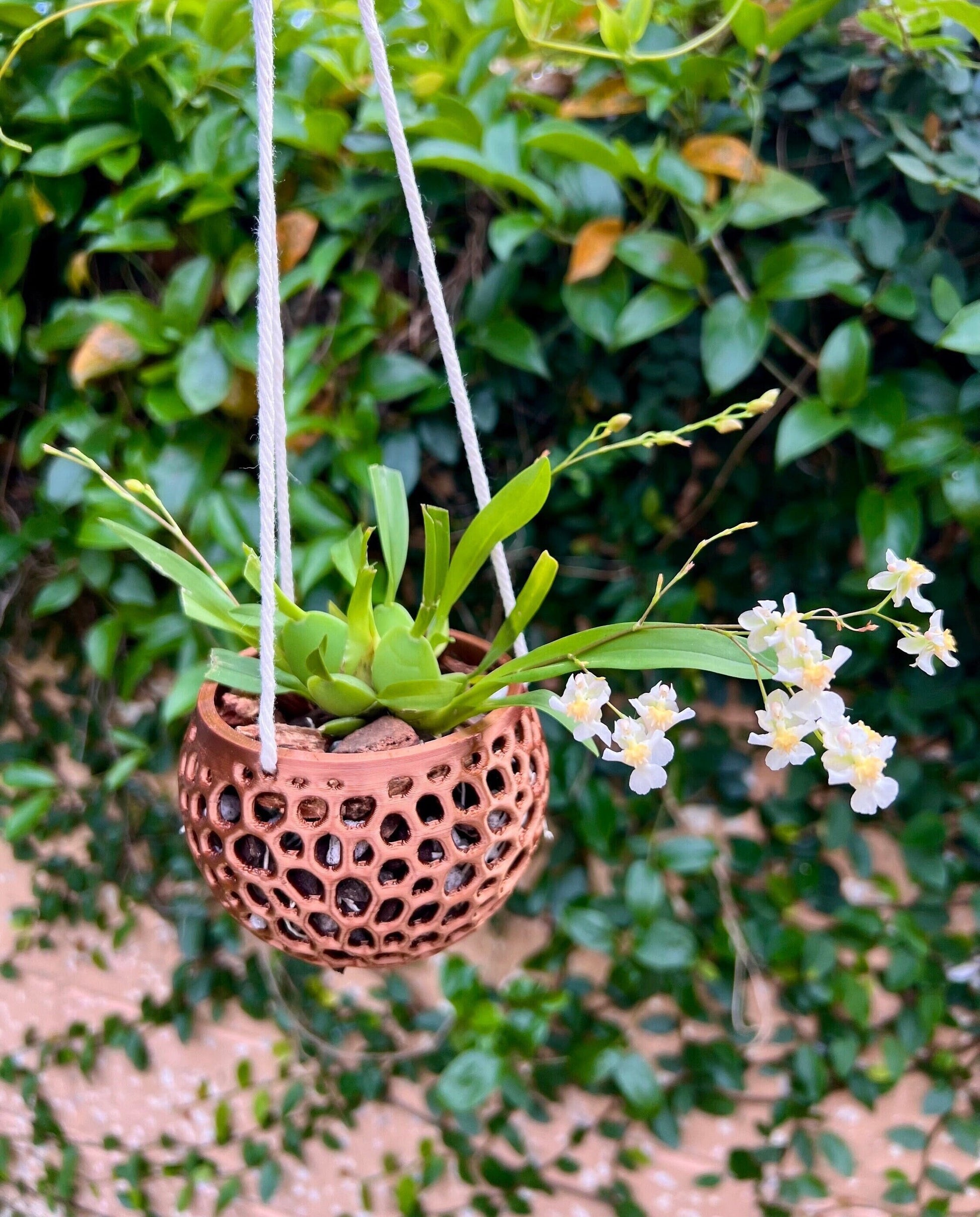 Hanging Kokedama Orchid Pot