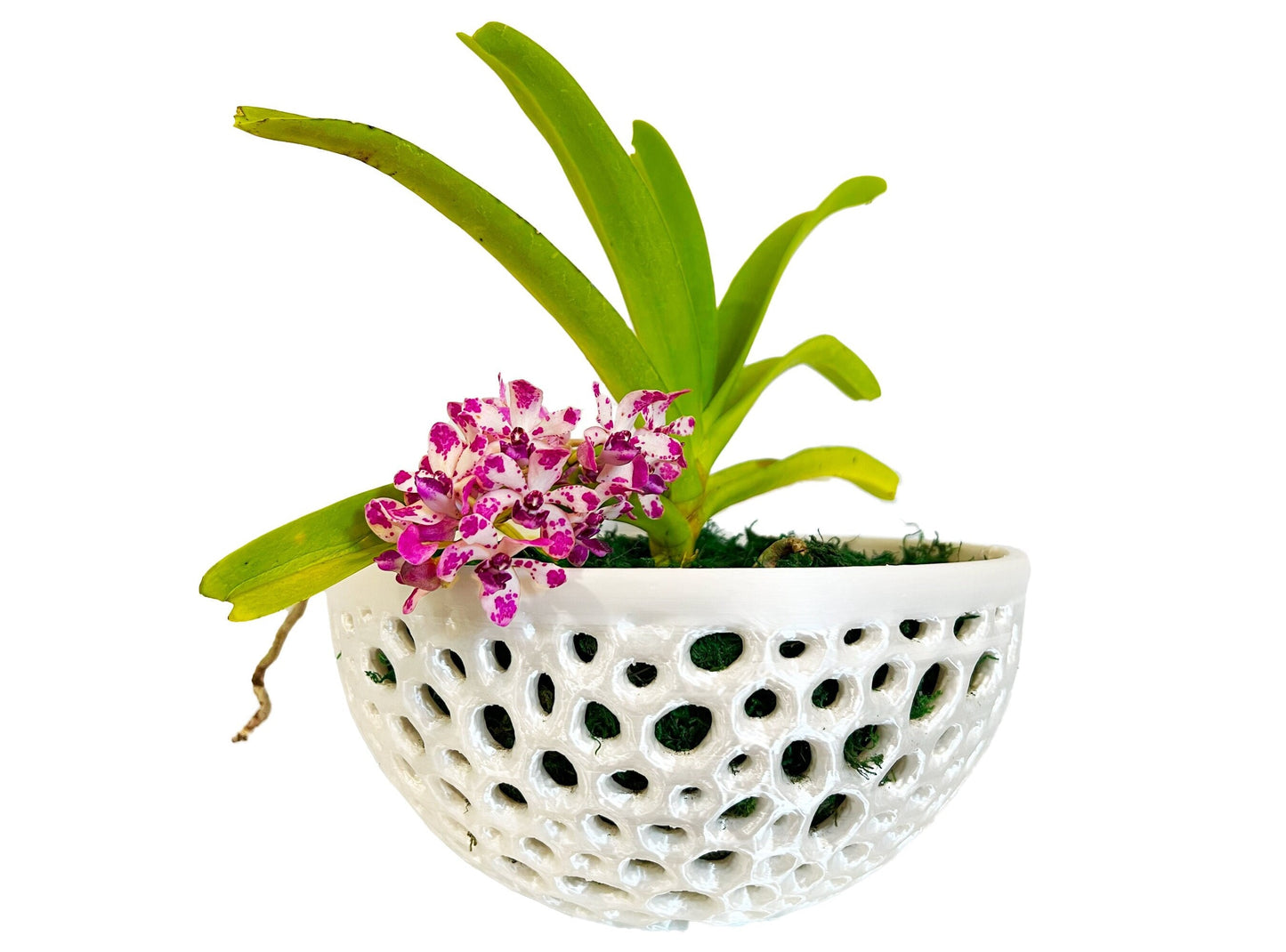 Mesh Bowl Orchid Pot