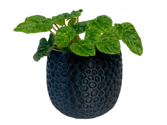 Solid Mesh Pot