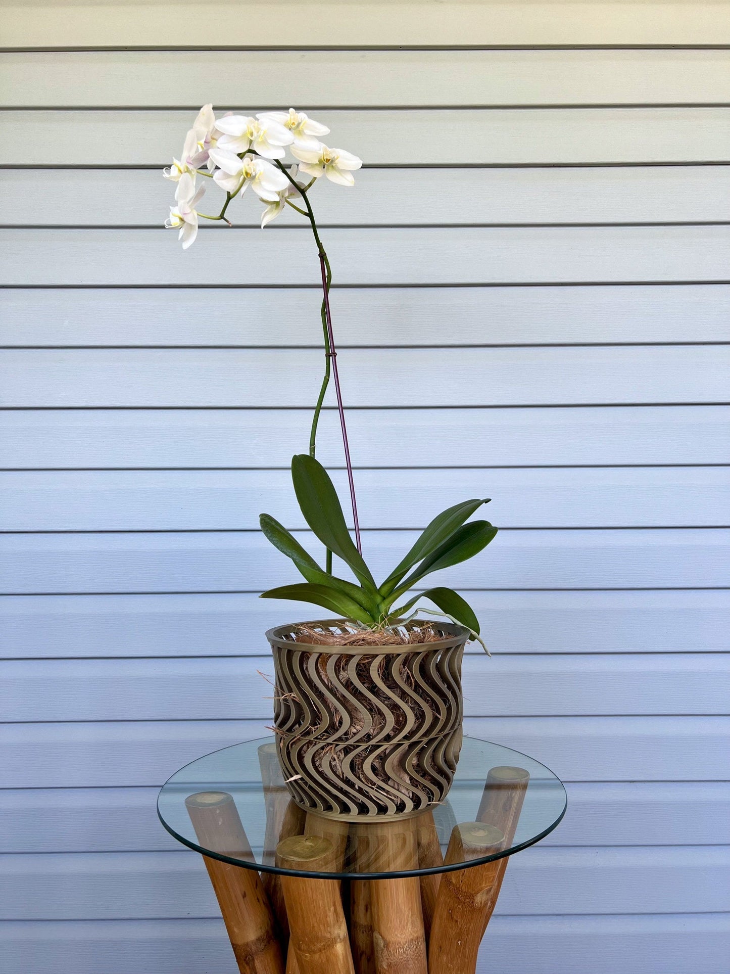 Wide Groovy Orchid Pot
