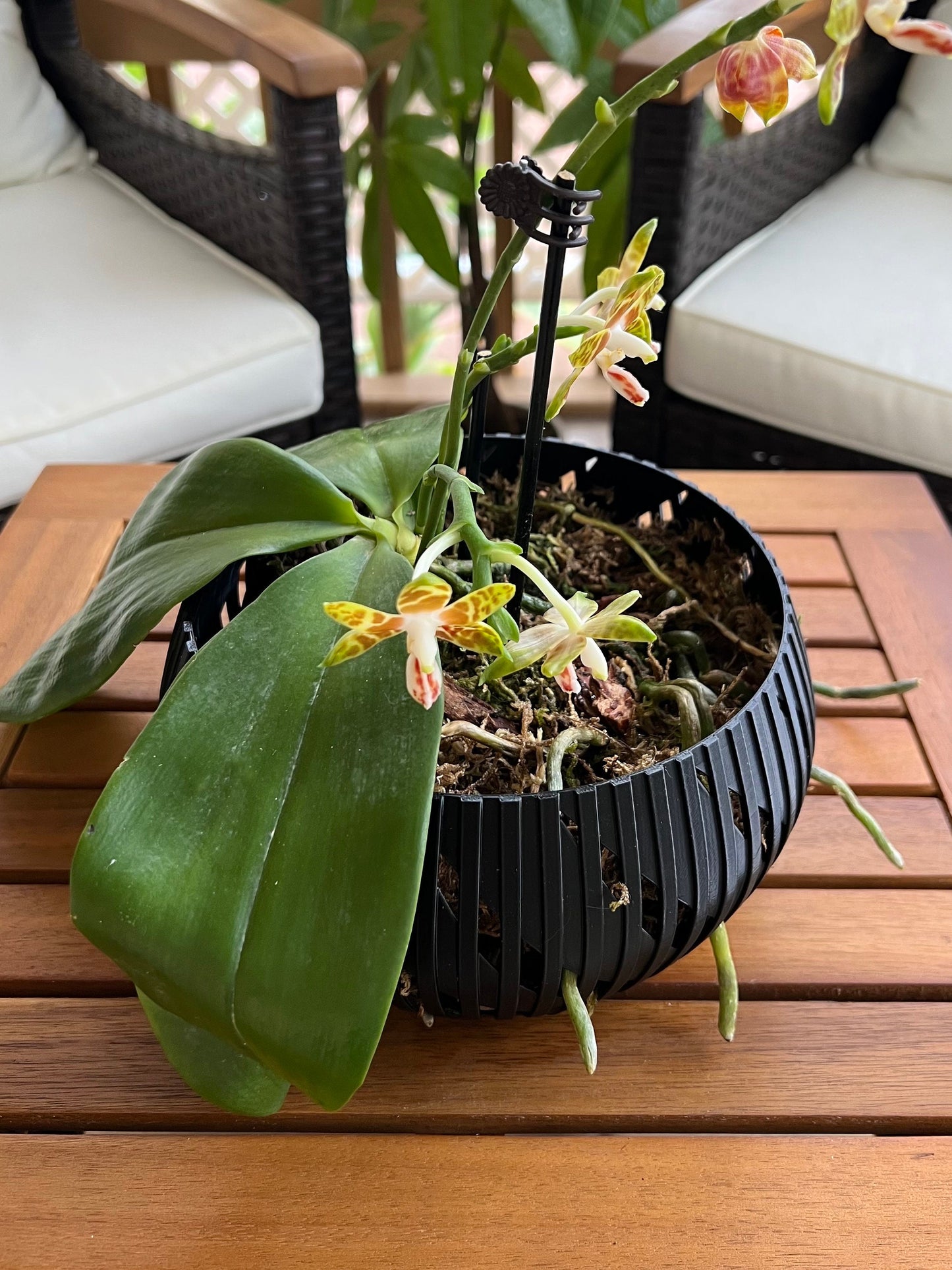 Orchid Geometric Lines Bowl, Multi Orchid Pot Planter, Modern Stylish Minimalist Orchid Pot, Orchid Pot with Drainage, Orchid Centerpiece