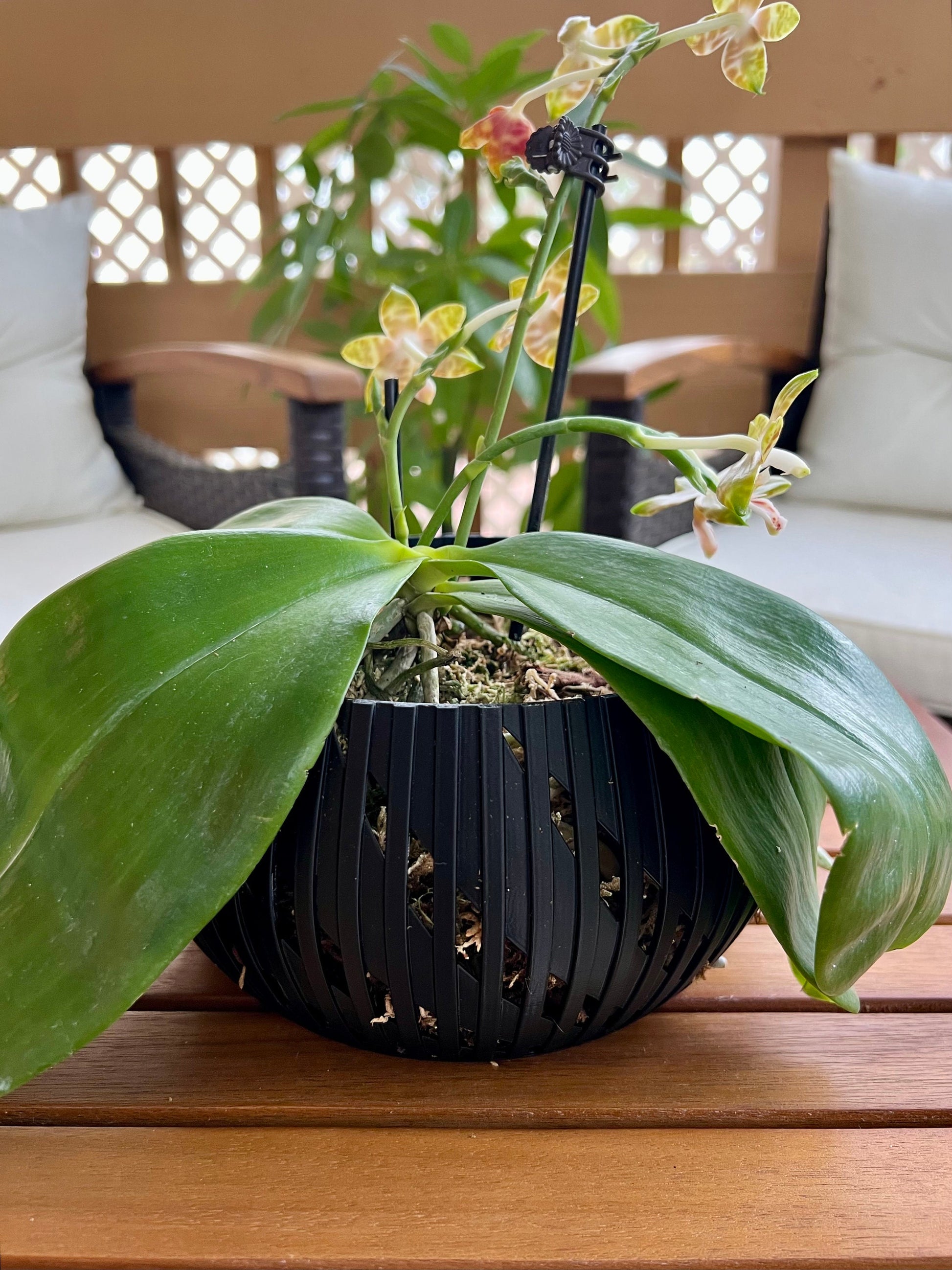 Orchid Geometric Lines Bowl, Multi Orchid Pot Planter, Modern Stylish Minimalist Orchid Pot, Orchid Pot with Drainage, Orchid Centerpiece