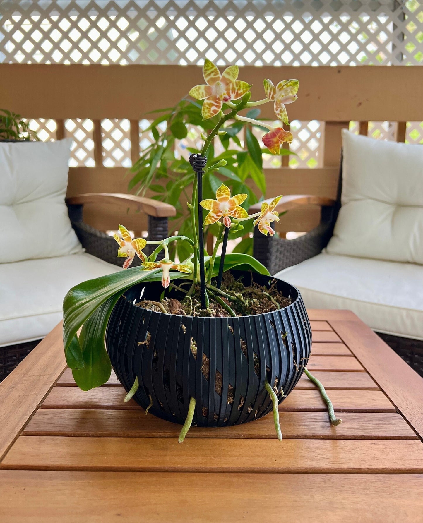 Orchid Geometric Lines Bowl, Multi Orchid Pot Planter, Modern Stylish Minimalist Orchid Pot, Orchid Pot with Drainage, Orchid Centerpiece