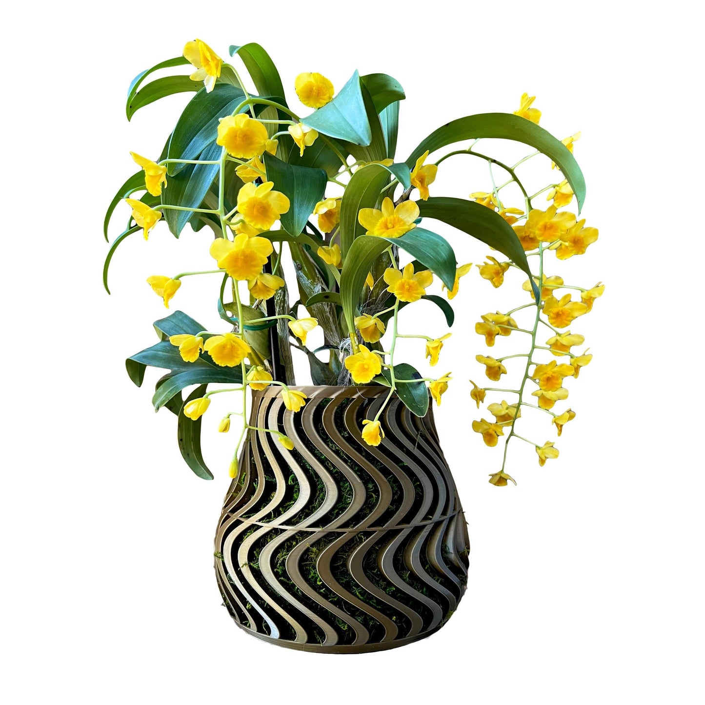 Groovy Orchid Pot