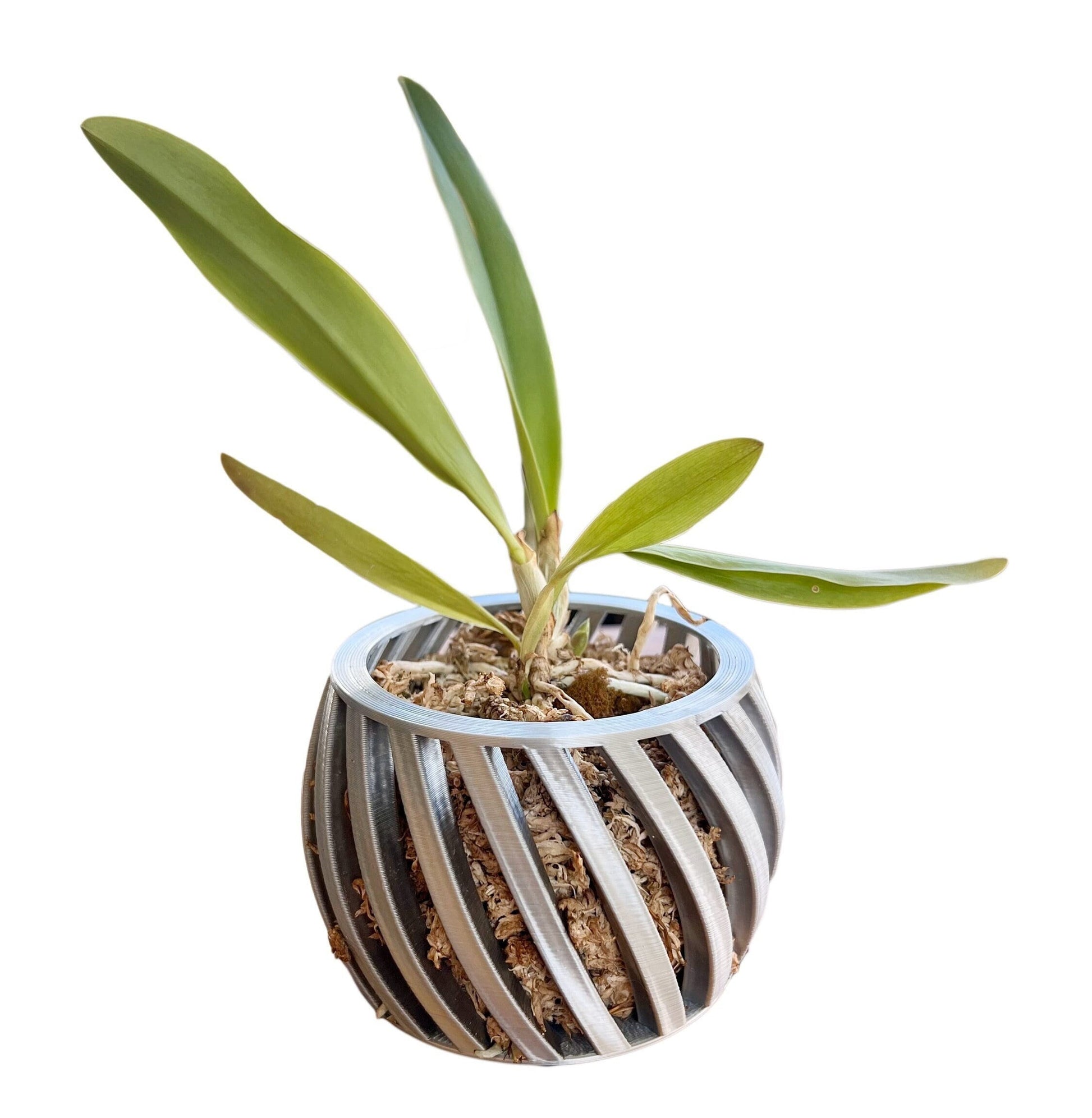 Swirl Orchid Pot