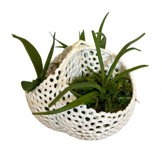 Mesh Triple Orchid Pot