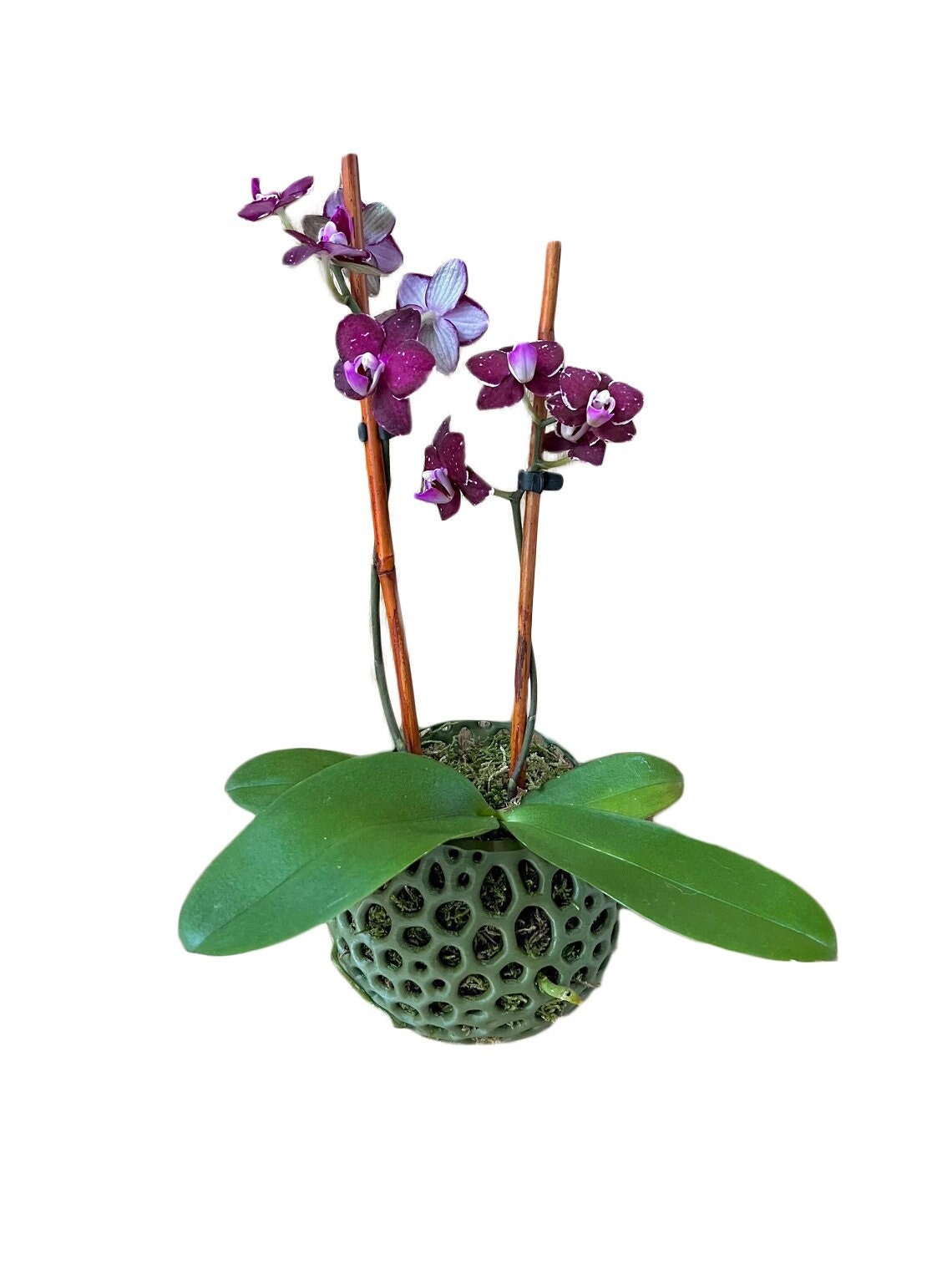 Mesh Wall Orb Orchid Pot