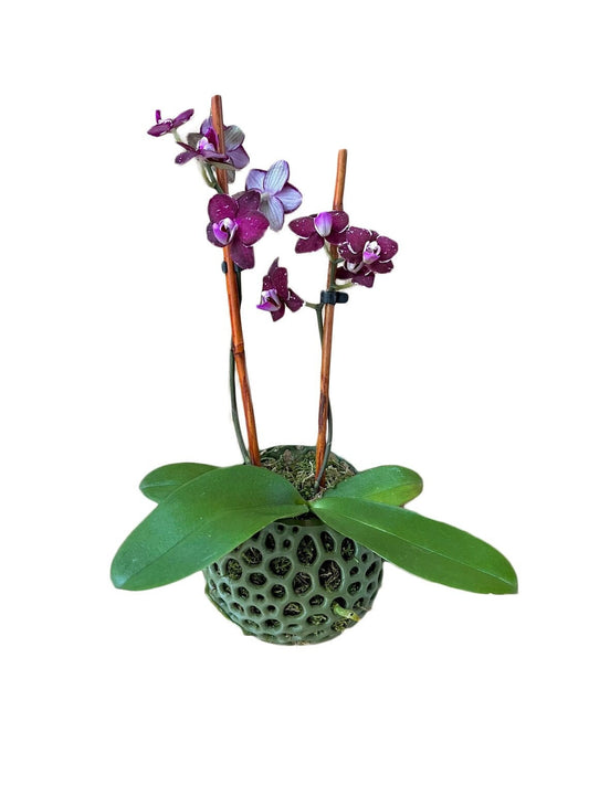 Mesh Wall Orb Orchid Pot