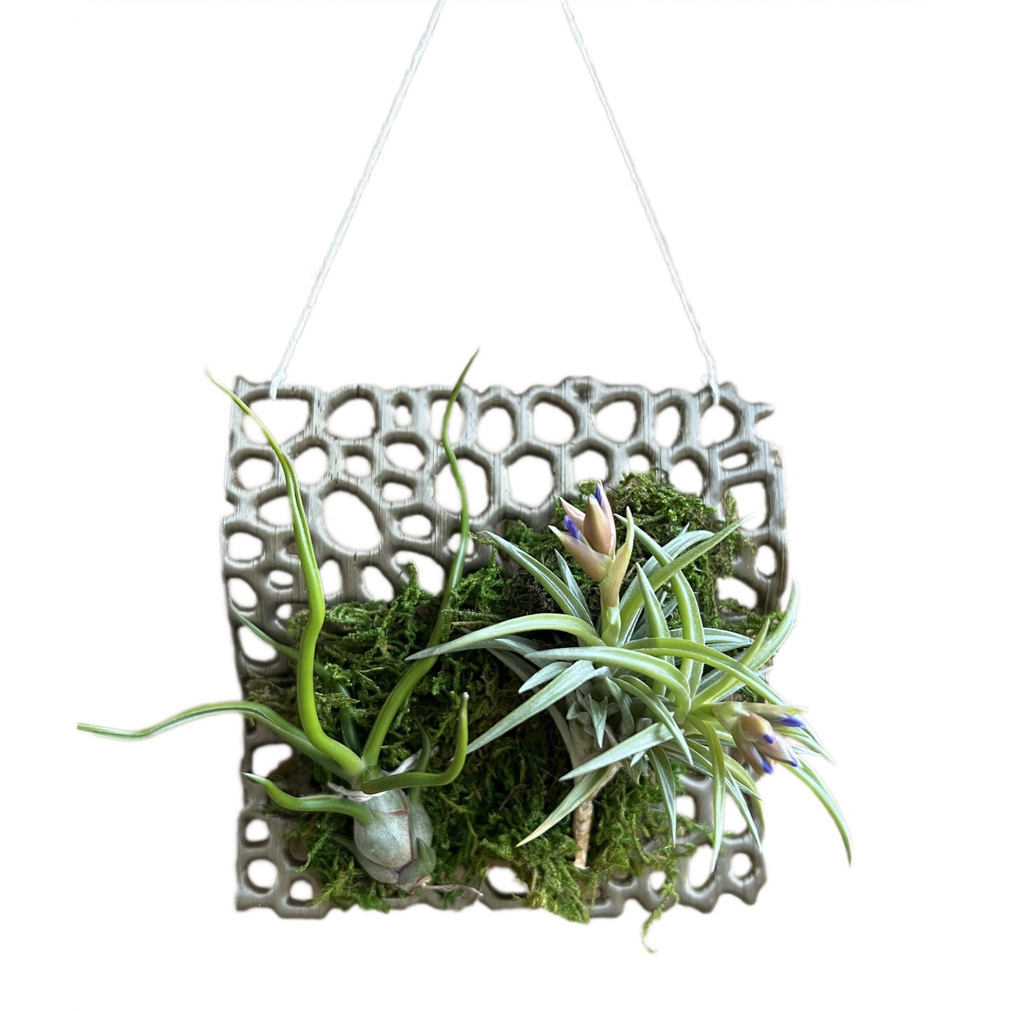 Mesh Orchid Mount