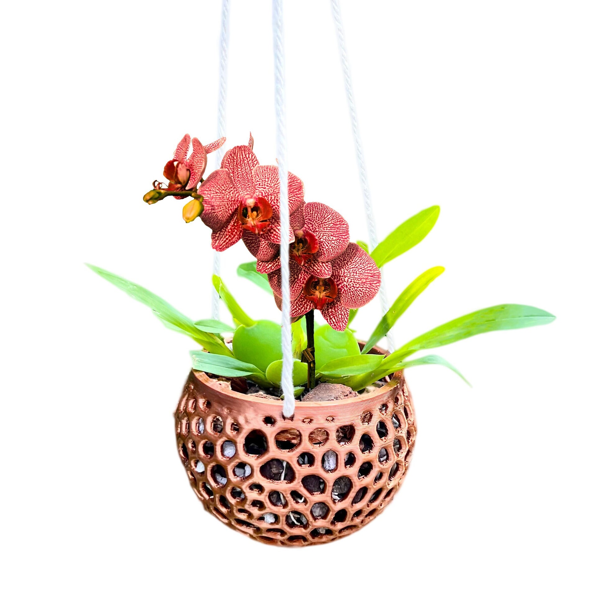 Hanging Kokedama Orchid Pot