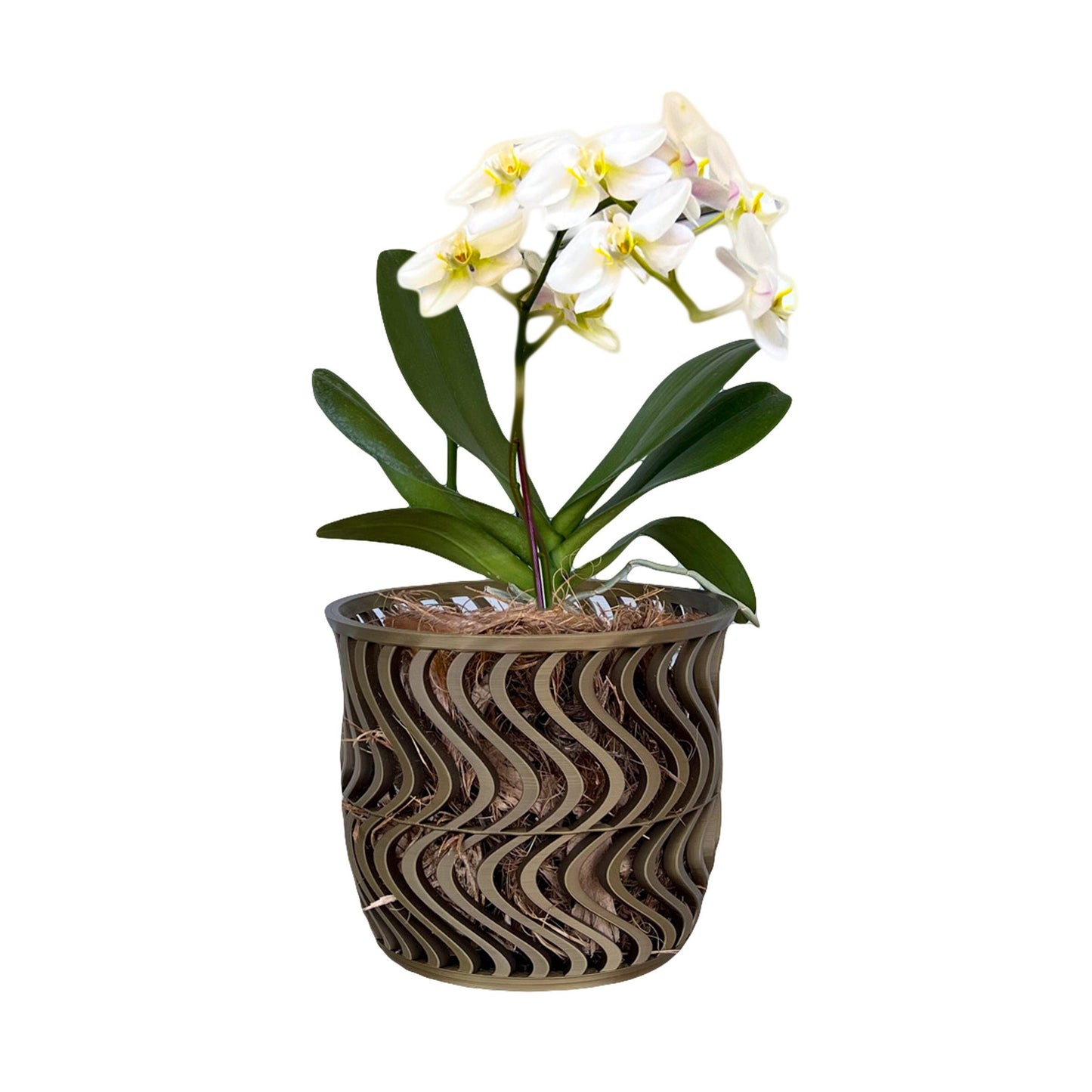Wide Groovy Orchid Pot