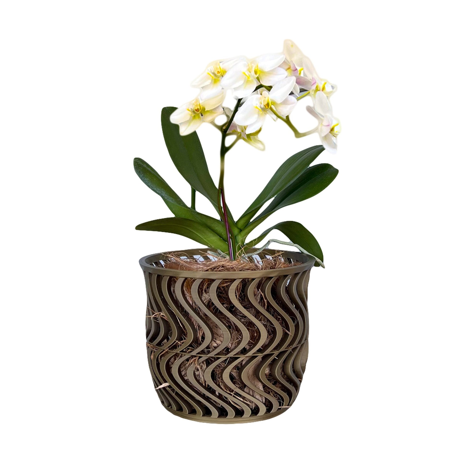 Wide Groovy Orchid Pot