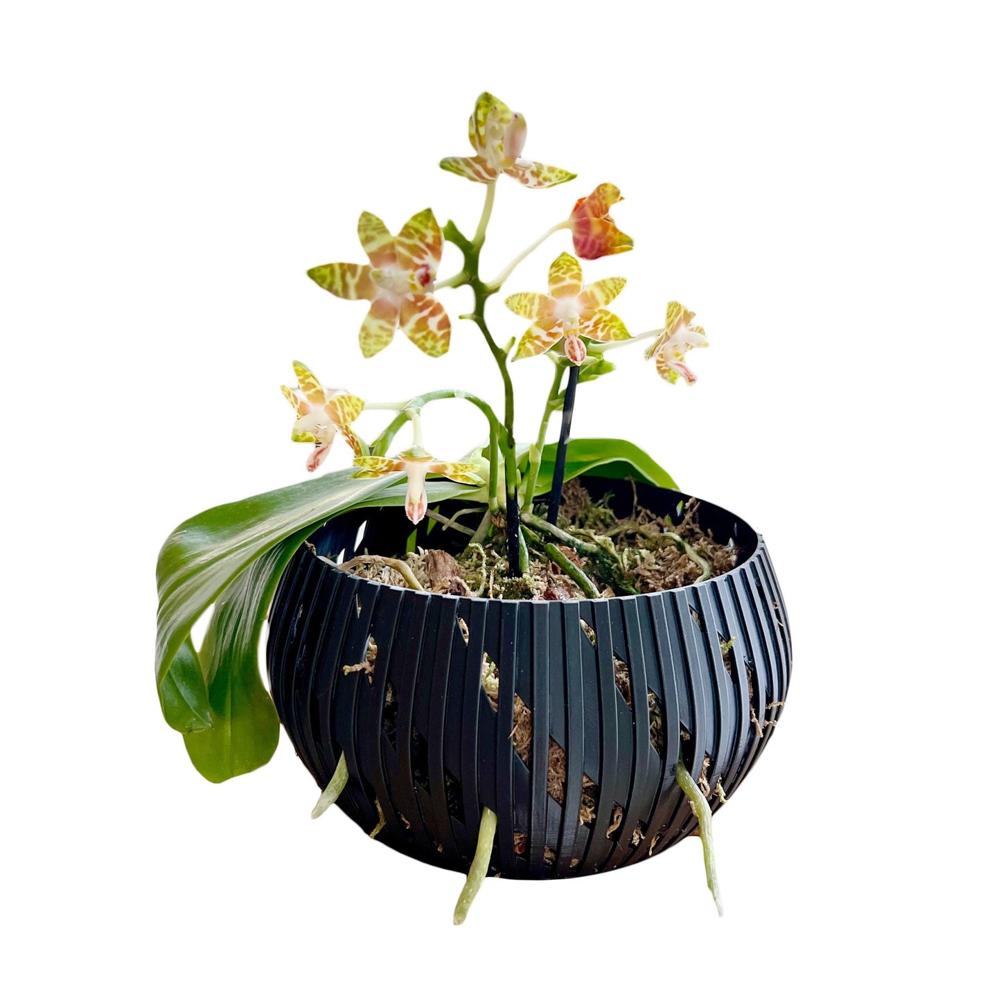 Orchid Geometric Lines Bowl, Multi Orchid Pot Planter, Modern Stylish Minimalist Orchid Pot, Orchid Pot with Drainage, Orchid Centerpiece