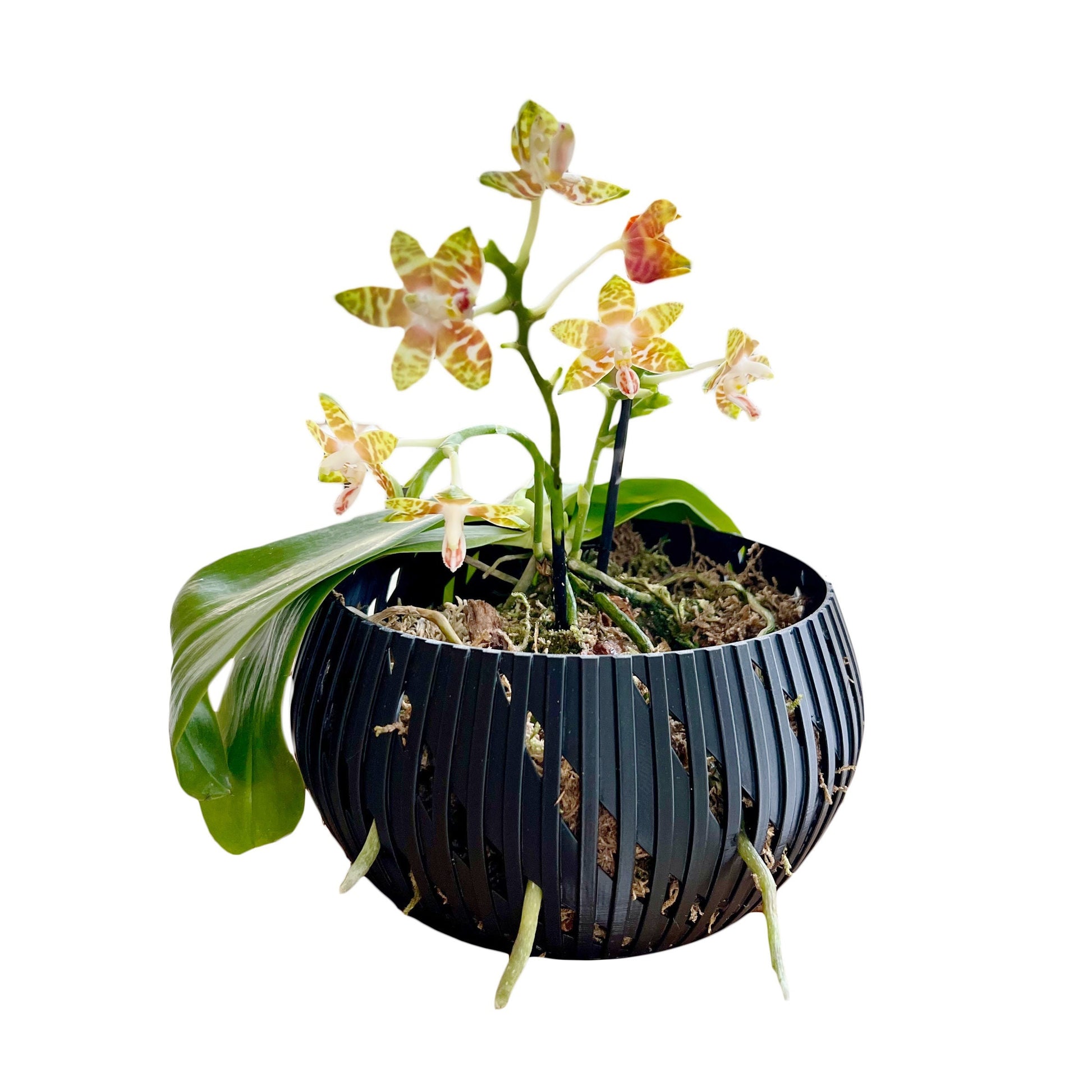 Orchid Geometric Lines Bowl, Multi Orchid Pot Planter, Modern Stylish Minimalist Orchid Pot, Orchid Pot with Drainage, Orchid Centerpiece