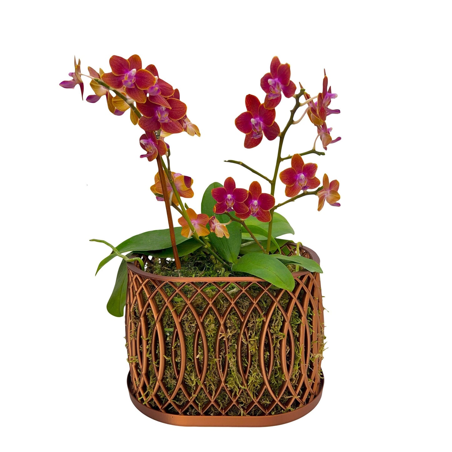 Arc Orchid Pot