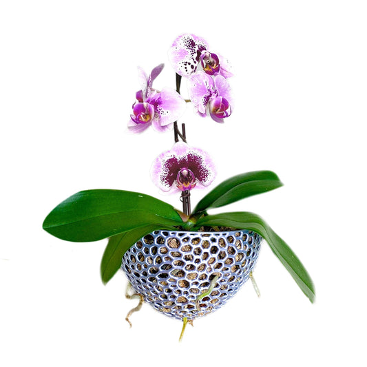 Mesh Wall Cone Orchid Pot