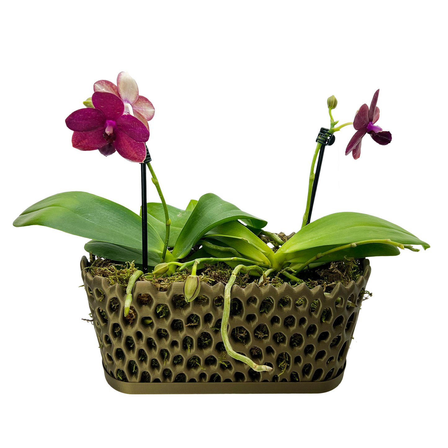 Mesh Orchid Trough Pot