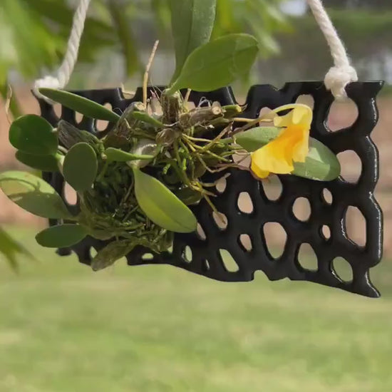 Orchid Mount, 3D Printed Hanging Orchid Display, Orchid Plant Stand, Orchid Structure, AirPlant Mount Display, Mini Orchid Mount, Fern Mount