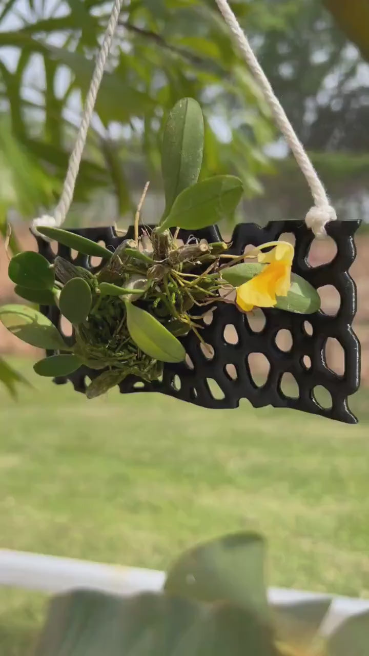 Orchid Mount, 3D Printed Hanging Orchid Display, Orchid Plant Stand, Orchid Structure, AirPlant Mount Display, Mini Orchid Mount, Fern Mount