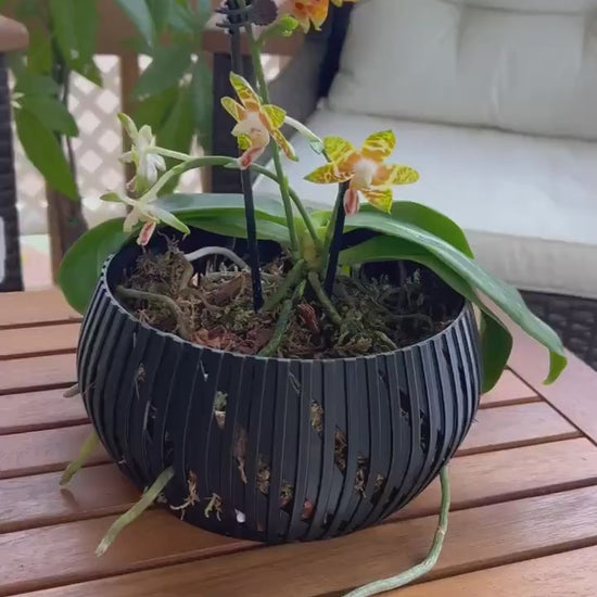 Orchid Geometric Lines Bowl, Multi Orchid Pot Planter, Modern Stylish Minimalist Orchid Pot, Orchid Pot with Drainage, Orchid Centerpiece