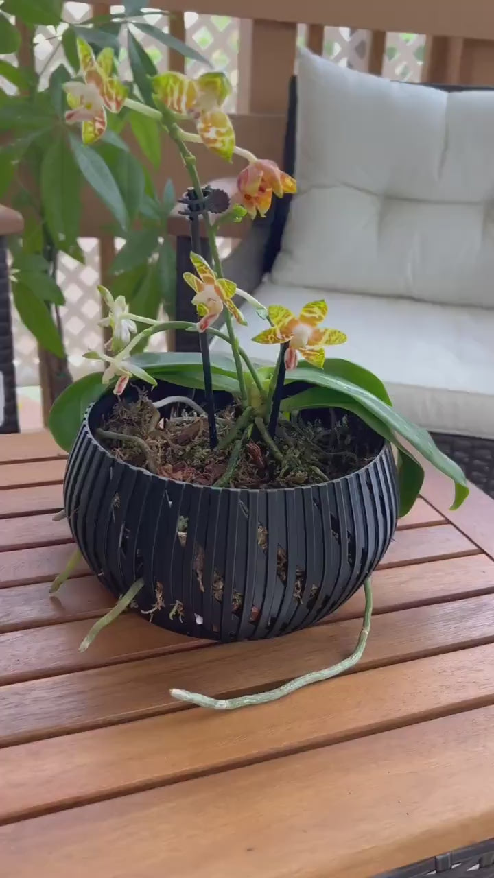 Orchid Geometric Lines Bowl, Multi Orchid Pot Planter, Modern Stylish Minimalist Orchid Pot, Orchid Pot with Drainage, Orchid Centerpiece