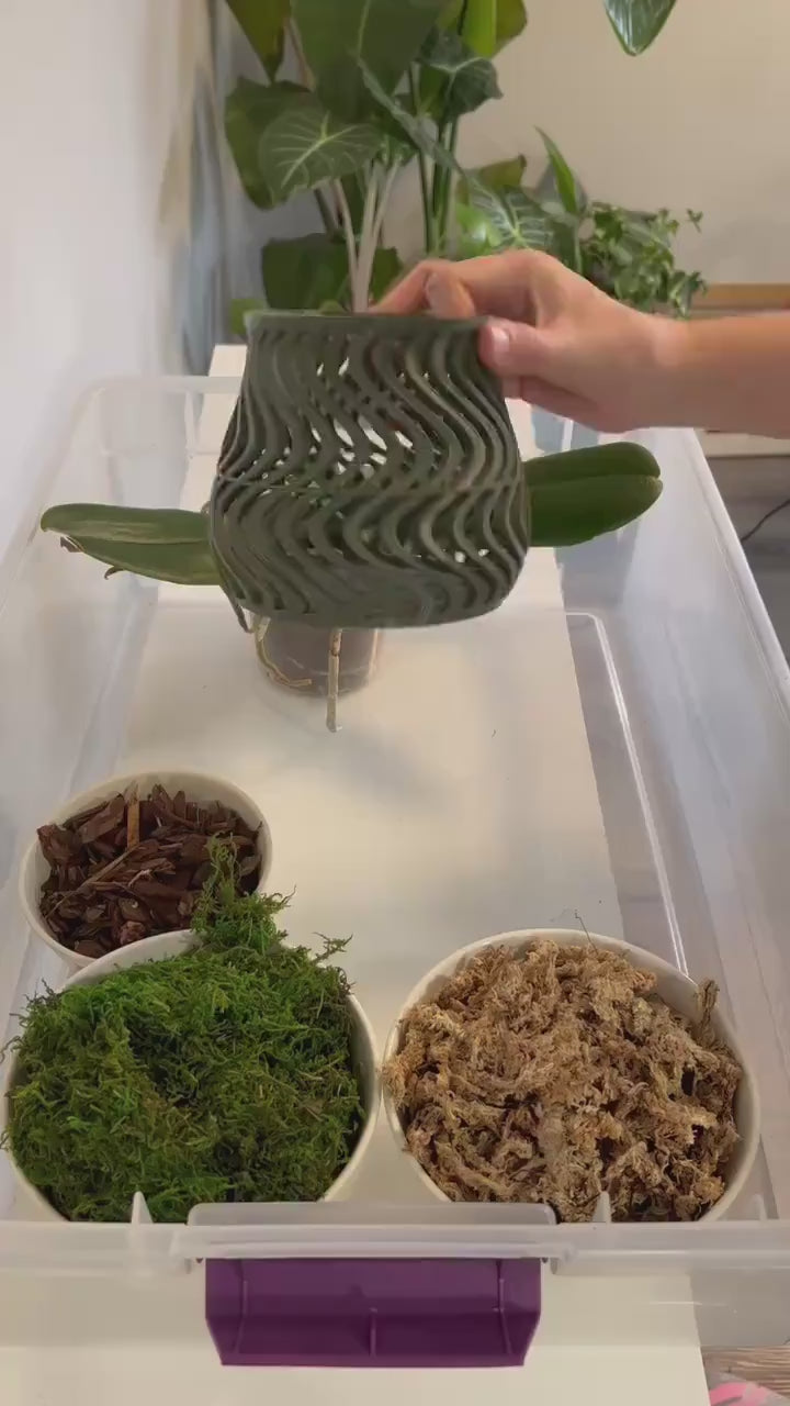 Groovy Orchid Pot
