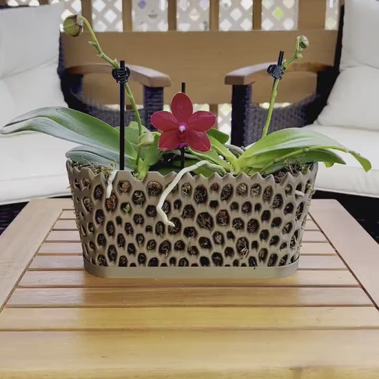 Orchid Trough Pot, Long Orchid Pot, Multi Orchid Pot, Multiorchid Planter, Mesh Orchid Pot,  Orchid Pot with Holes, Modern Orchid Pot Gift