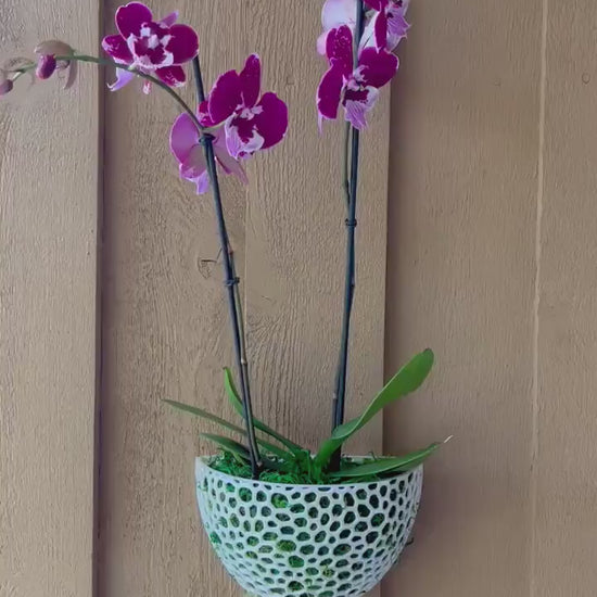Orchid Pot | Mesh Wall Cone with Holes | Perfect Planter for Orchids Airplants | Wall Mounted Orchid Pot, Hanging Orchid Pot, Lightweight